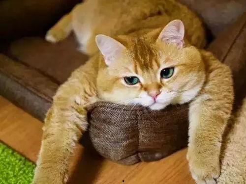 娱乐吃瓜酱橘猫,娱乐界的“喵星人”