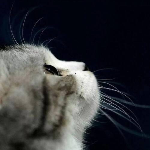 吃瓜娱乐酱抱枕猫