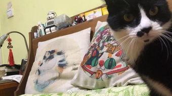 吃瓜娱乐酱抱枕猫