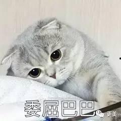 娱乐吃瓜七七折耳猫,娱乐吃瓜界的神秘力量