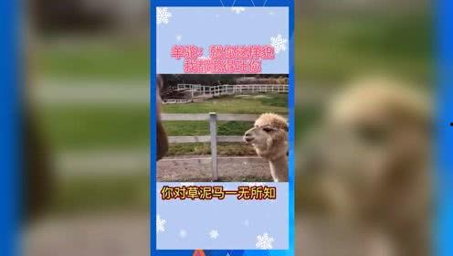 娱乐吃瓜还有什么别称,从“吃瓜群众”到“瓜界先锋”的华丽转身
